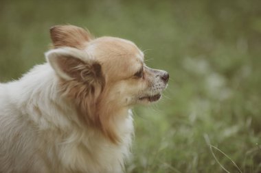 O senin kalbini sıcak olacak çok sevimli biri. Safkan köpek. Yeşil çimenlerin üzerinde oyun sevimli küçük köpek. Doğa Pomeranian spitz köpek yürümek. Köpek hayvan açık. Evde beslenen hayvan kaygı ve hayvan hakları