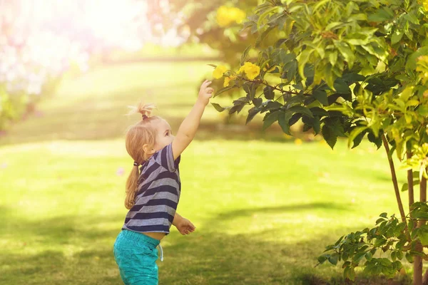 Cute baby boy picking yellow blossoming flowers from bushes — Stock Photo, Image