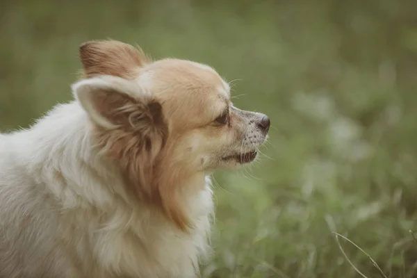 È così affascinante che ti scalderà il cuore. Cane dell'alveare. Carino piccolo cane giocare su erba verde. Pomerania spitz dog passeggiata sulla natura. Cane animale domestico all'aperto. Cura degli animali e diritti degli animali — Foto Stock