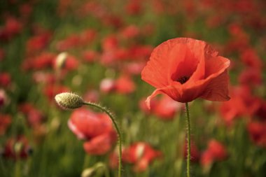 hasat, Bahar ve yaz.