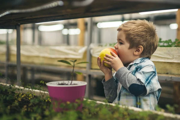 健康食品。健康な子供のための健康食品。有機食品のコンセプト。小さな男の子の農家がリンゴ果実の健康的な食生活。すべての瞬間が大好き — ストック写真