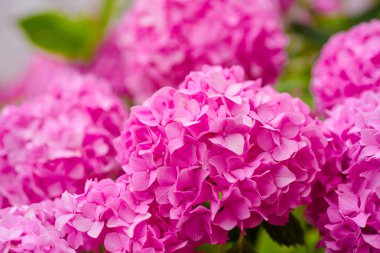 Bahçe için en iyisi. HORTENSIA bitki. Yaz bahçesinde çiçek çiçekler. Pembe ortanca tam Bloom. Ortanca çiçeği güneşli. Yaz aylarında gösterişli çiçekler