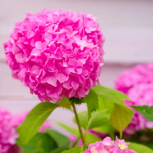 Een zeer vrije bloomer. Opvallende bloemen in de zomer. Roze hortensia in volle bloei. Bloeiende bloemen in de zomertuin. Hortensia bloesem op zonnige dag. Hortensia planten — Stockfoto