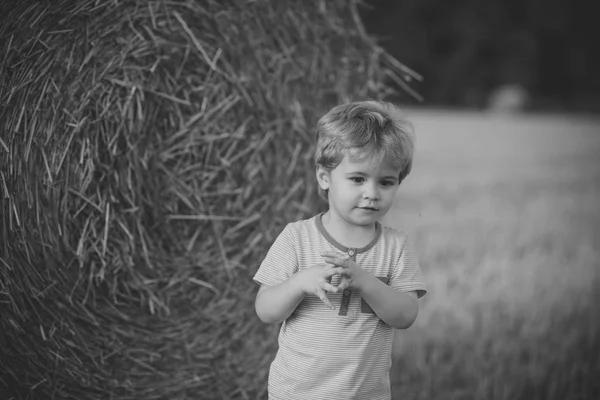 Summer, harvest season — Stock Photo, Image