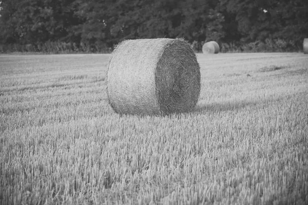 Höbalen torr på fältet, jordbruk — Stockfoto