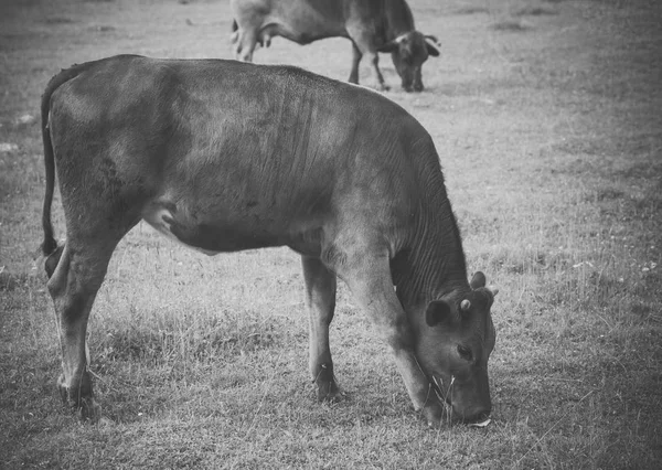 Productos lácteos, producción de leche, industria . —  Fotos de Stock