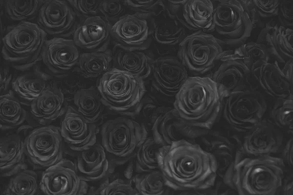 Rosas fundo floral, floricultura — Fotografia de Stock