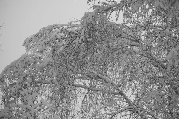 Winter and nature concept. Branches with lot of snow — Stock Photo, Image