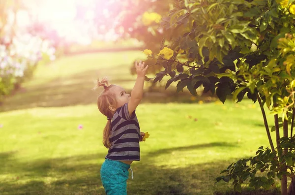 Милый мальчик собирает желтые цветущие цветы из кустов — стоковое фото