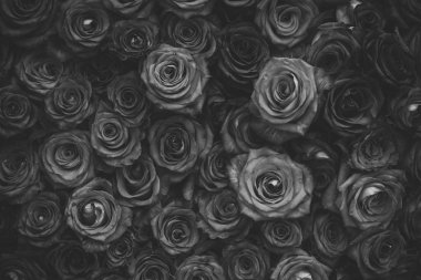 Kırmızı yaprakları, gül çiçek bahar.