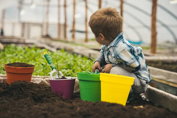 Planeten skydd. planeten skydd av växande blommor. liten pojke slagsmål för planet skydd. planeten skydd för små kid i växthus. små trädgårdsmästare. — Stockfoto