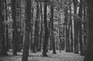 Eski yüksek ağaçları orman yosun ile.