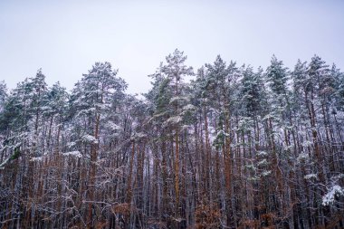 Kar yağan kış konsepti. Kış ormanı Kış için görüntü. Kış mevsimi. Küresel soğutma.