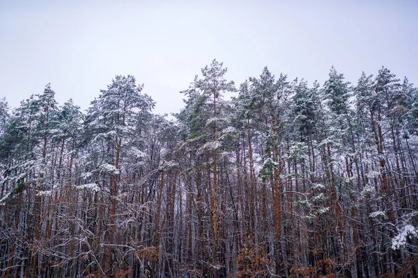 Snowing winter concept. Winter forest. Images for winter. Season of Winter. Global cooling. — Stock Photo, Image