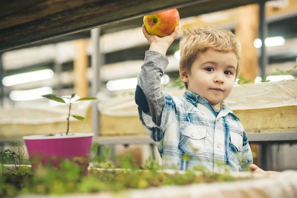 Apple faültetéssel. kisfiú megosztani, alma- és faültetéssel. apple faültetéssel a kis Kertész. apple faültetéssel üvegház — Stock Fotó