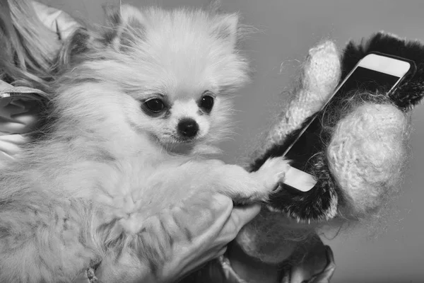 Cane carino pomerania utilizzando smartphone in mani femminili — Foto Stock