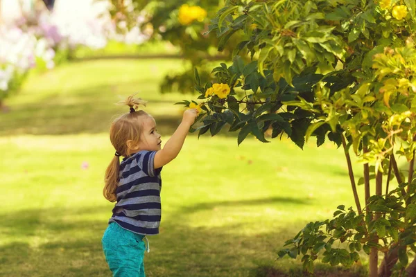 Ragazzo carino raccogliendo fiori gialli in fiore dai cespugli — Foto Stock