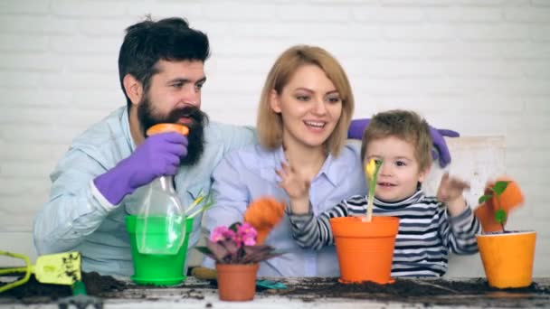 I genitori insegnano a un ragazzo come prendersi cura dei fiori. La pianta di famiglia fiorisce in primavera in vasi colorati . — Video Stock