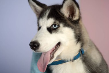 O sadece bir köpek. Husky köpek. Sevimli evcil köpek. Siberian dış yapraklar güzel safkan köpek soyu tükeniyor. Husky mavi gözleri ve kurt gibi görünüyorsun. Evde beslenen hayvan kaygı. Köpek Kulübü