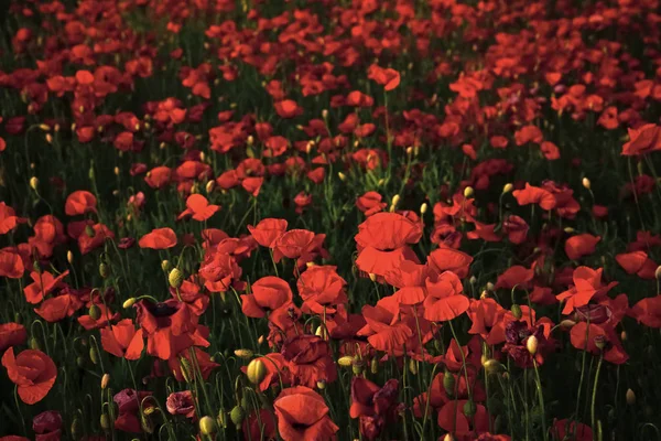 Ljust röd vallmo blomma — Stockfoto