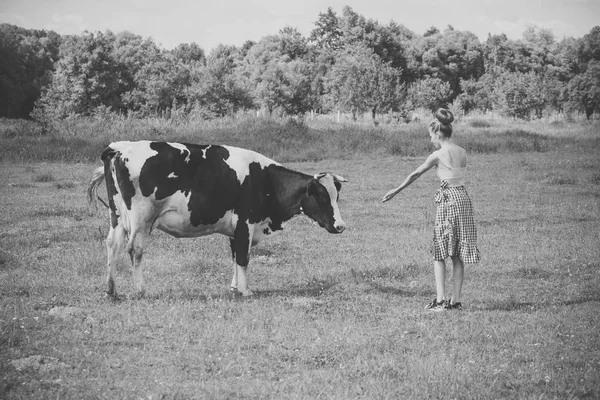 Dierenarts op boerderij voeding van de koe. — Stockfoto