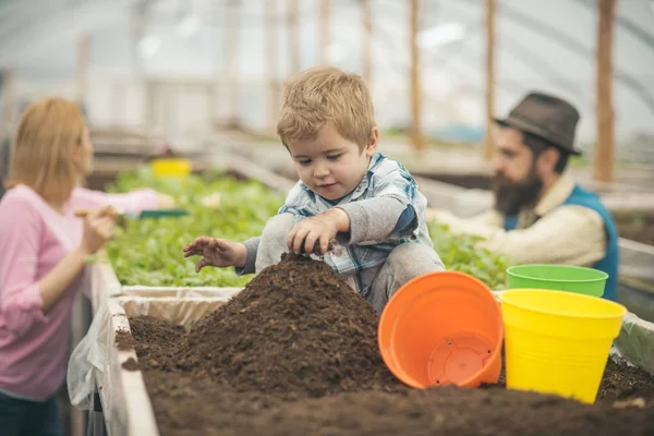 Ребенок в теплице. маленький ребенок в оранжерее. ребенок в теплице с родителями. ребенок работает в теплице. садоводство . — стоковое фото