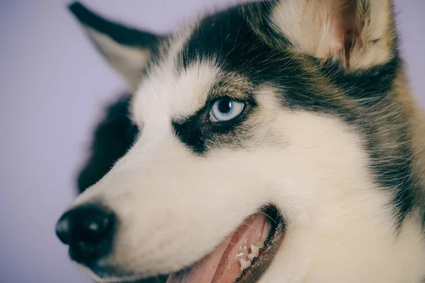 Das Leben ist kurz, spielen Sie mit Ihrem Hund. Husky mit blauen Augen und wolfsähnlichem Aussehen. Husky-Hund. Niedlichen Hund. Siberian Husky ist eine wunderschöne reinrassige Hunderasse. Haustierbetreuung. Hundeverein — Stockfoto