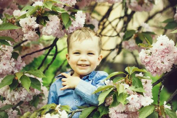 Menino bonito entre flores rosa florescentes — Fotografia de Stock