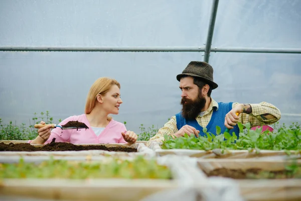 Nährboden. fruchtbarer Boden für das Pflanzen von Bäumen im Gewächshaus. Produktion fruchtbaren Bodens. Frau und Mann arbeiten mit fruchtbarem Boden. Blumen-Experte. — Stockfoto