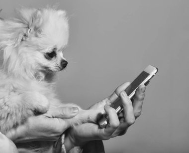 Pomeranian köpek kadın elinde Smartphone kullanarak