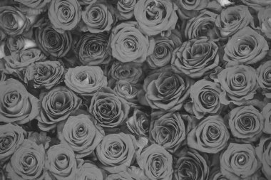 Pembe kırmızı gül çiçek arka plan