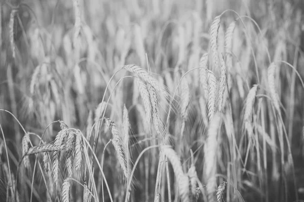 Wheat spikelets, cereal grain, seeds, agriculture