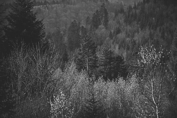 カラフルな森、黄色の葉が付いている木山秋の風景 — ストック写真