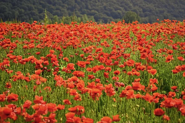 Giorno della memoria, Giorno dell'Anzac, serenità . — Foto Stock