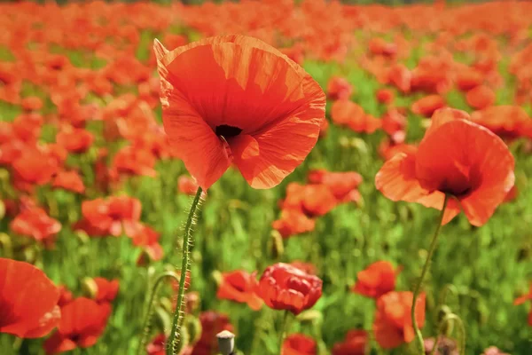 Jour du Souvenir, Jour de l'Anzac, sérénité . — Photo