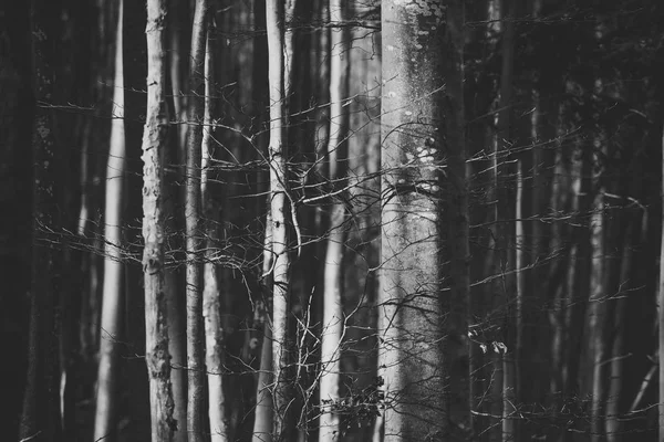 Alte trockene Bäume im herbstlichen Wald unter Sonnenlicht. — Stockfoto