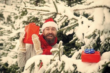 Noel Baba şapkası yeni yıl, sakallı adam. Sakallı Noel mutlu adam mevcut kutusu tutun. Mutlu tatil ve xmas. Hipster karlı kış ormanda Noel ağacı, Noel Baba. Boks günü, parti kutlama.