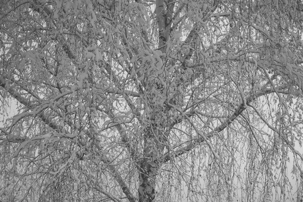 Träd täckta med snö med ljus himmel på bakgrund. — Stockfoto