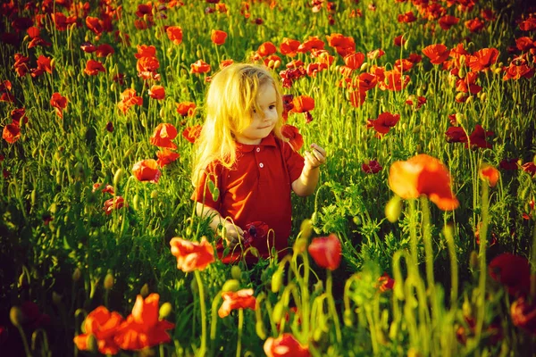 Ребенок или маленький мальчик в поле маковых семян — стоковое фото