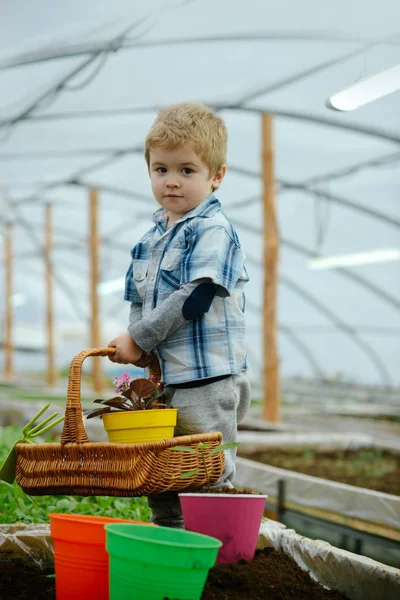 ホーム オランジェリー。小さな少年ホールドの花のバスケットの家。小さな男の子ホーム オランジェリーでの作業します。植物を育てるためのホーム オランジェリー。植物の更新を維持します。. — ストック写真