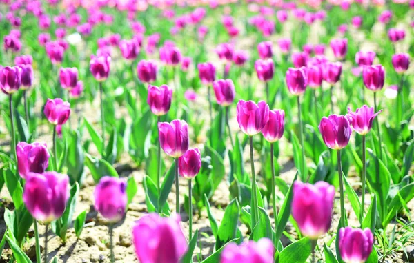 Campo di tulipani. campo di fiori primaverili. Ora legale. agricoltura e giardinaggio. 8 marzo o giorno delle donne. concetto di negozio di fiori. regalo di festa di giorno di madri. natura ed ecologia. Bellezza. campo tulipani Olanda . — Foto Stock