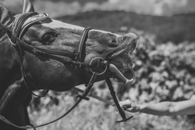 Namlu güneşli yaz gününde mera üzerinde atlar