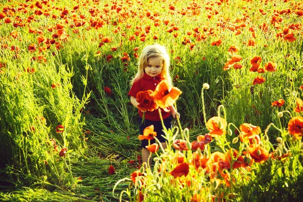 Маленький мальчик или ребенок в поле маковых семян — стоковое фото