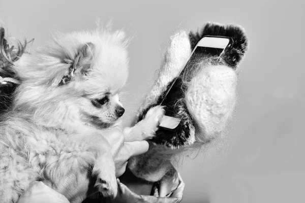 Lindo perro pomerania usando teléfono inteligente en manos femeninas — Foto de Stock