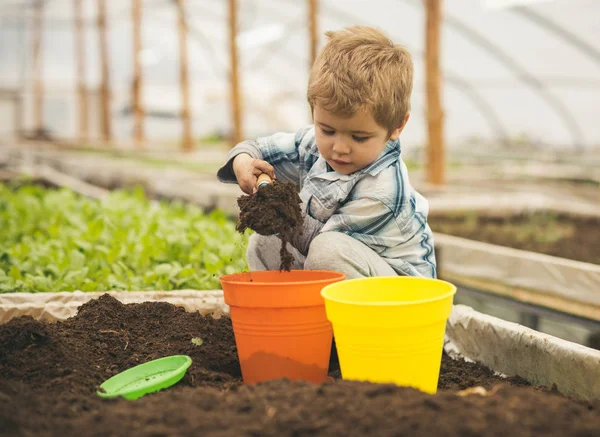 Son i växthus. lilla son spela med jord. av växthusgaser koncept. son som arbetar i växthus. liten son pojke plantering i växthus. — Stockfoto