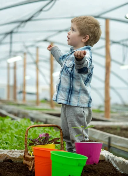 Apprendre l'écologie. petit garçon apprenant l'écologie en serre. apprendre l'écologie tout en travaillant avec les plantes. l'écologie de l'apprentissage pour petit jardinier — Photo