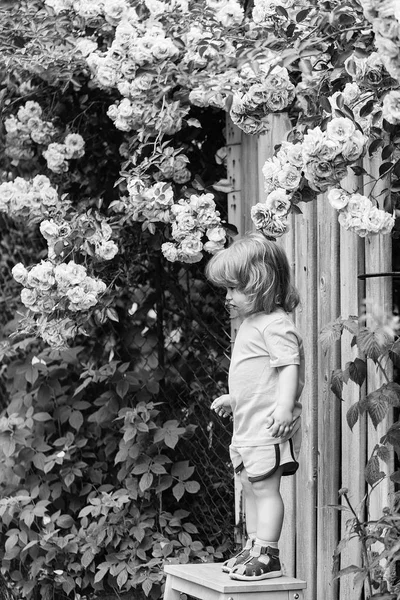 Kleine jongen op houten stoel in de buurt van rozenstruik — Stockfoto