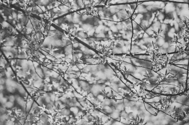 Güneşli günde ağaç dalı ile genç yeşil yaprakları