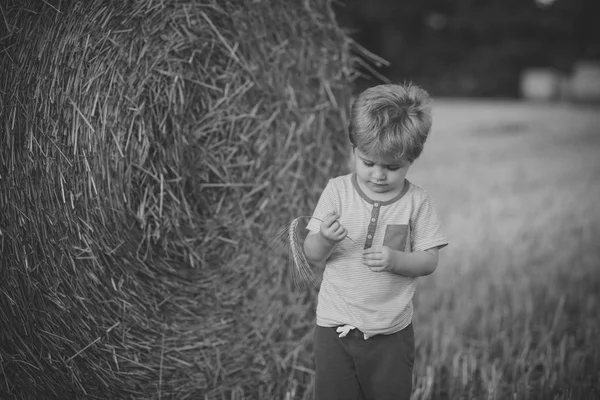 Niño pequeño con espiguilla en la paca de heno, verano —  Fotos de Stock