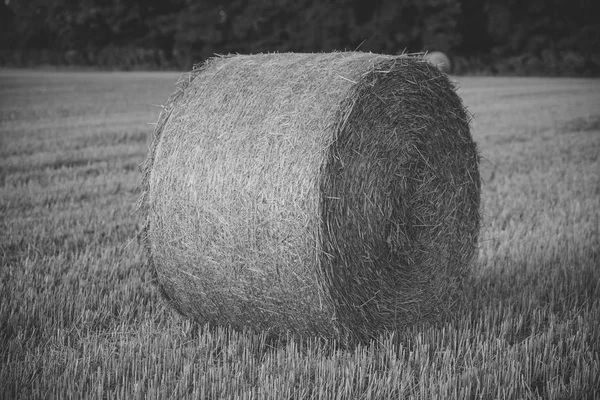 Futter, Futter, Heuernte — Stockfoto